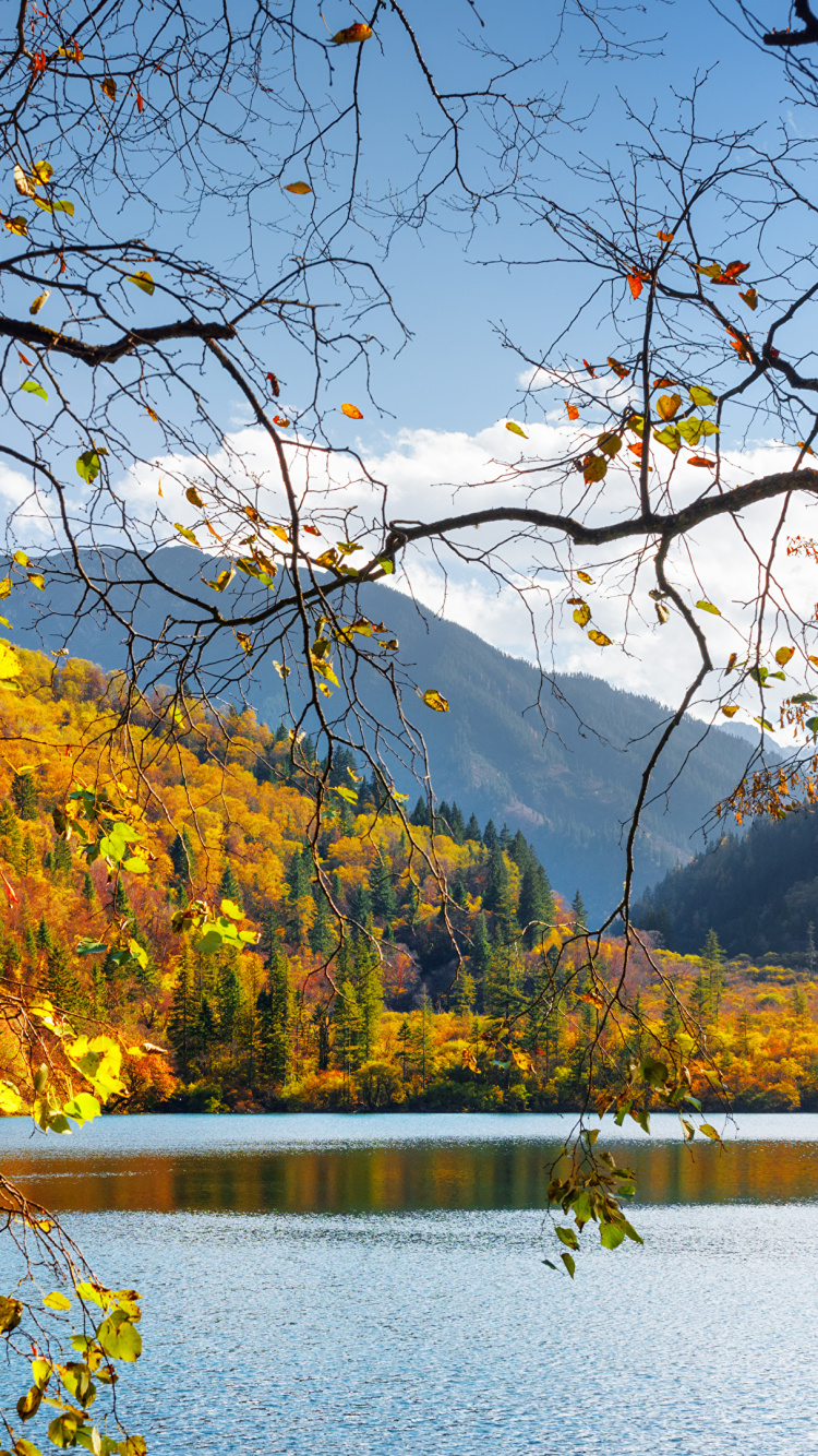 Yellow and Green Trees Near Lake During Daytime. Wallpaper in 750x1334 Resolution
