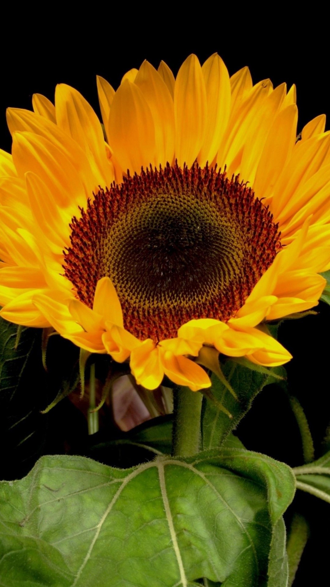 Gelbe Sonnenblume in Nahaufnahme Close. Wallpaper in 1080x1920 Resolution