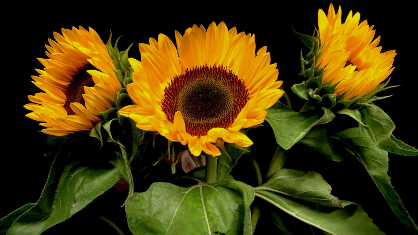 Yellow Sunflower in Close up Photography. Wallpaper in 1366x768 Resolution
