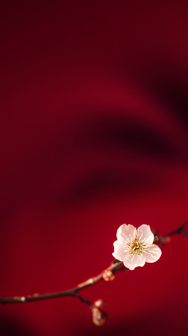 OPPO, Oppo R15, Oppo F7, Smartphone, Android. Wallpaper in 750x1334 Resolution