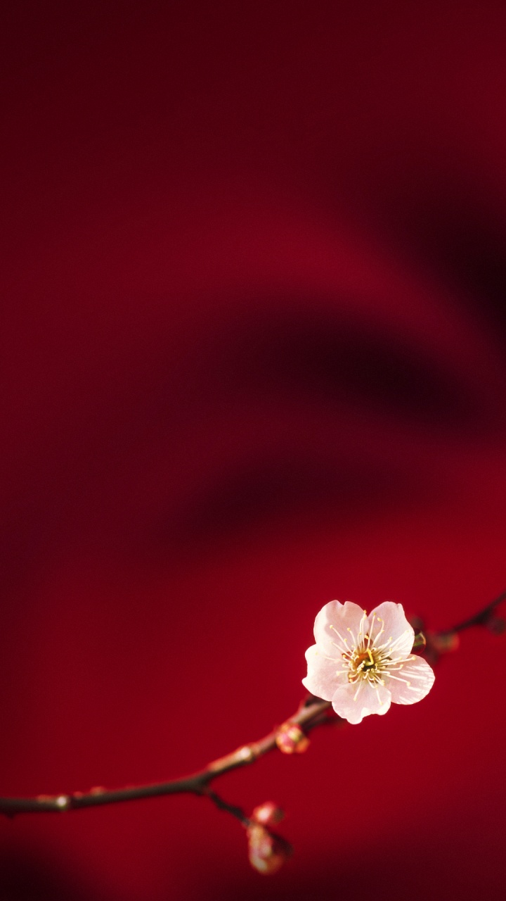 OPPO, Oppo R15, Oppo F7, 智能手机, 安卓 壁纸 720x1280 允许