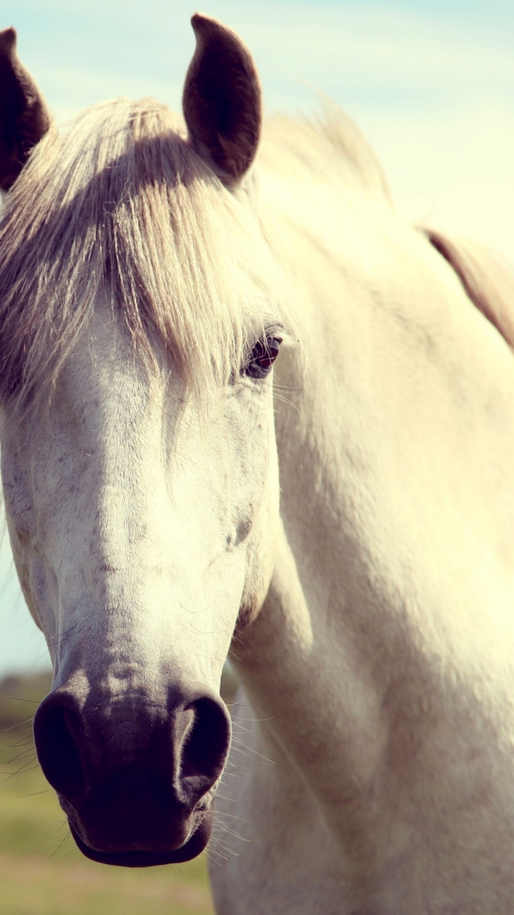Cheval Blanc Sur Terrain D'herbe Verte Pendant la Journée. Wallpaper in 750x1334 Resolution