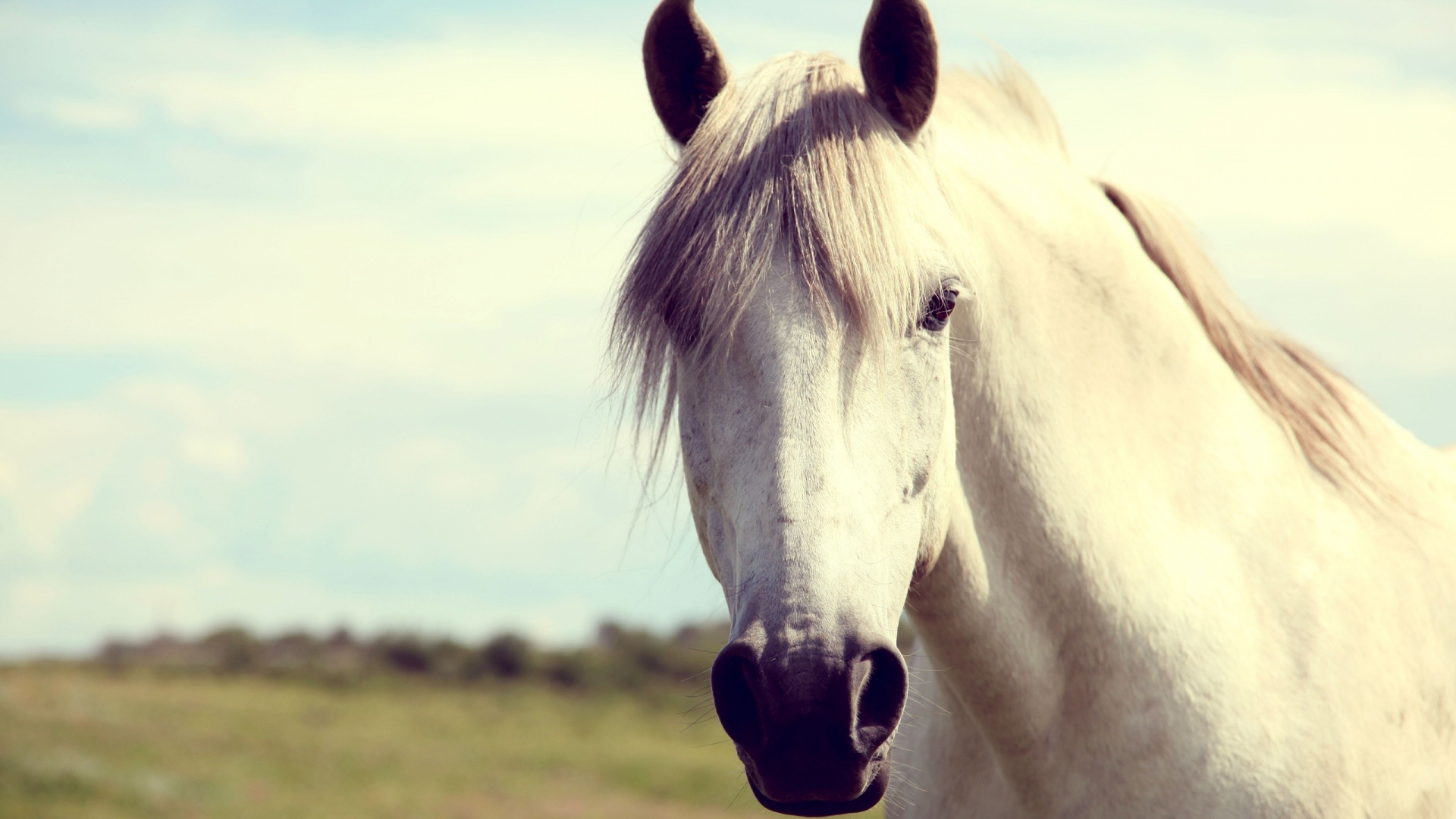 White Horse on Green Grass Field During Daytime. Wallpaper in 1920x1080 Resolution