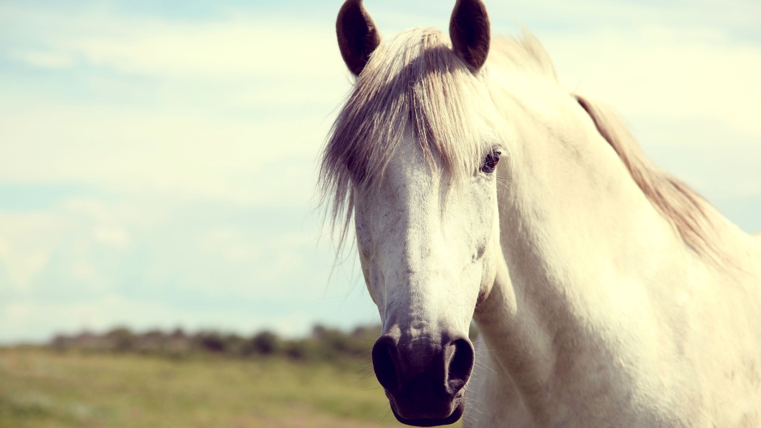 White Horse on Green Grass Field During Daytime. Wallpaper in 2560x1440 Resolution