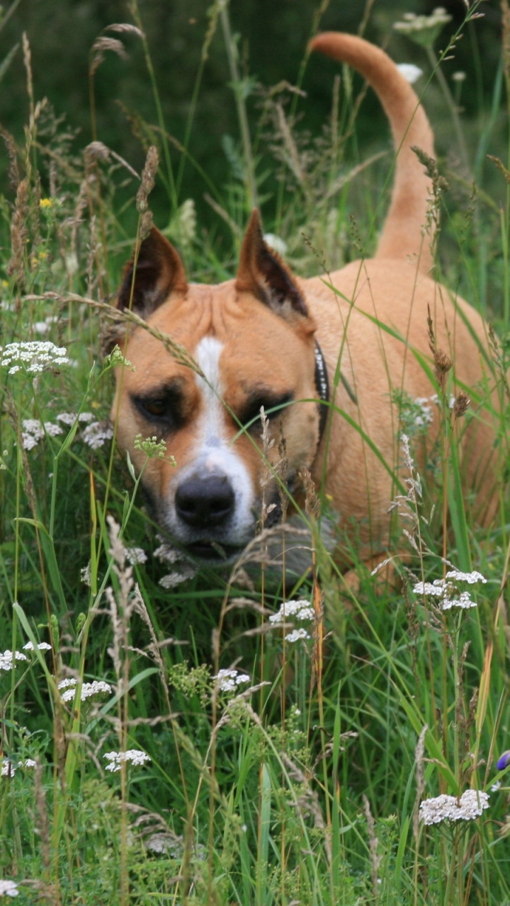 Brauner, Kurzhaariger Hund Auf Grünem Grasfeld Tagsüber. Wallpaper in 720x1280 Resolution