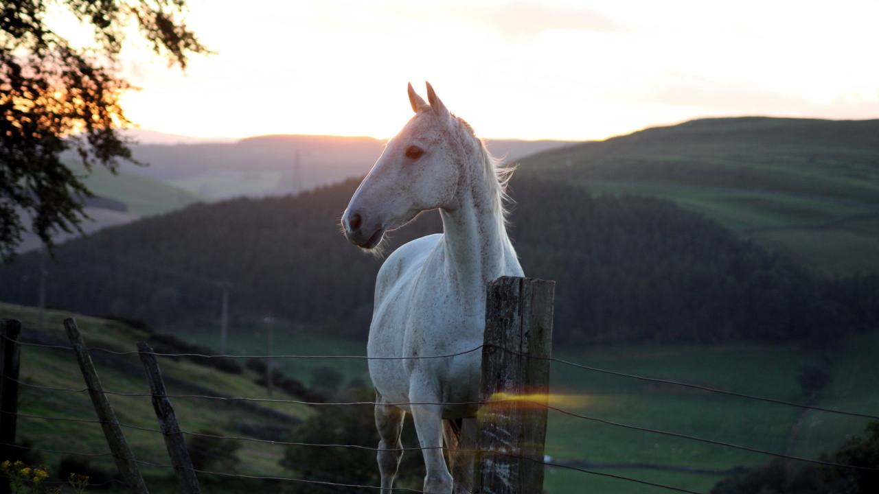 Caballo Blanco de Pie Sobre el Campo de Hierba Verde Durante el Día. Wallpaper in 1280x720 Resolution