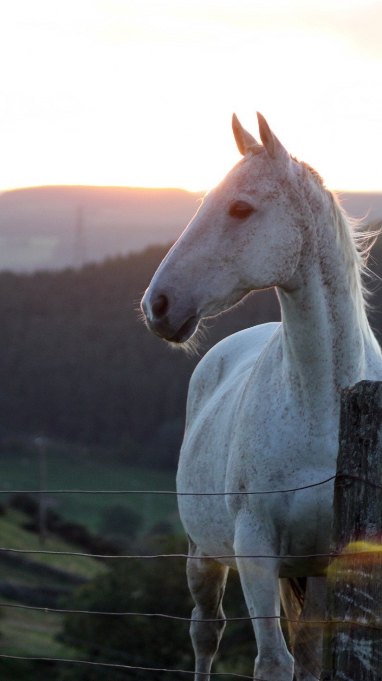 Caballo Blanco de Pie Sobre el Campo de Hierba Verde Durante el Día. Wallpaper in 750x1334 Resolution