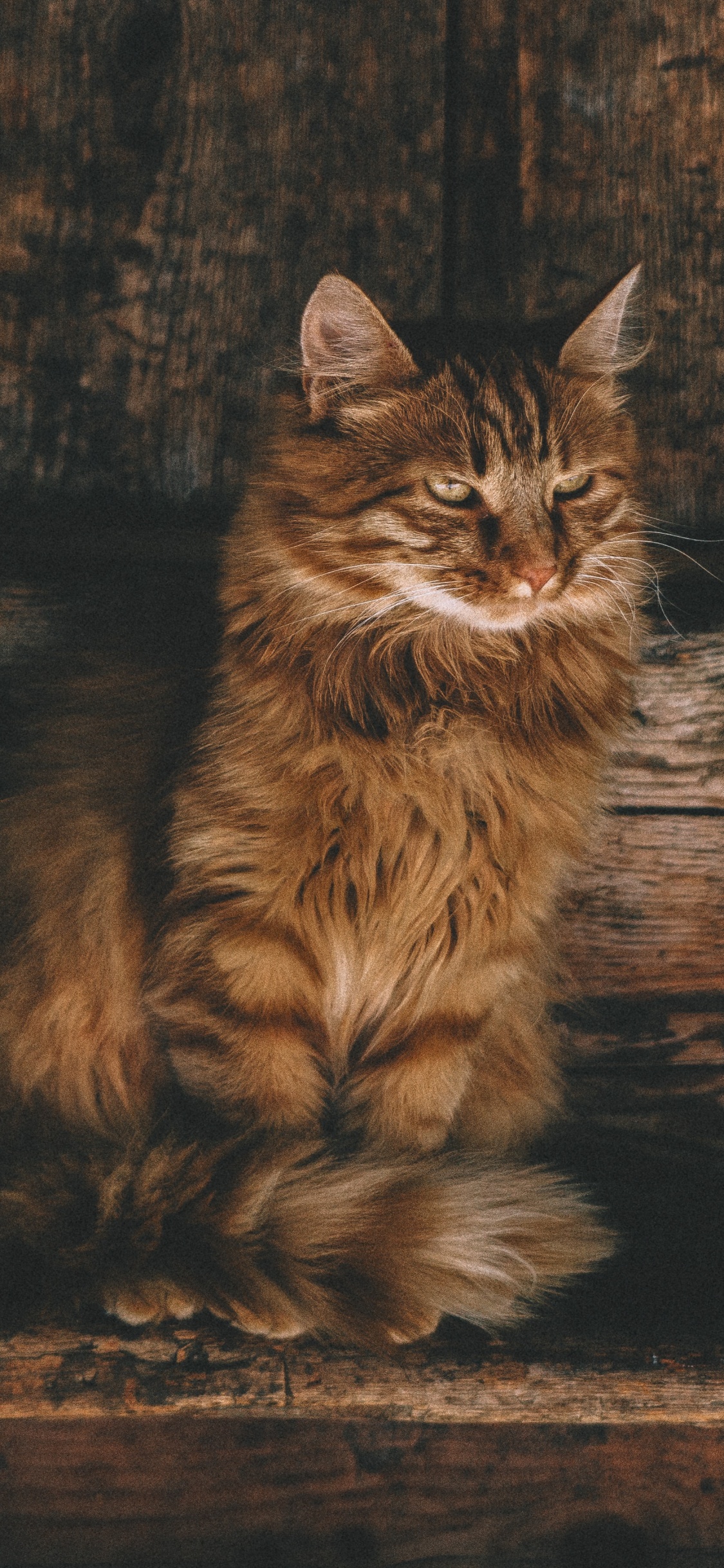 Braun Getigerte Katze Auf Brauner Holzoberfläche. Wallpaper in 1125x2436 Resolution