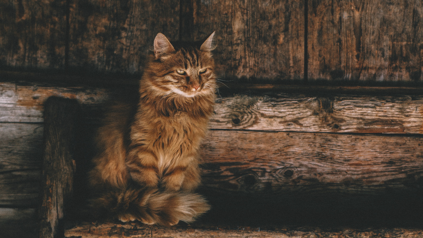 Braun Getigerte Katze Auf Brauner Holzoberfläche. Wallpaper in 1366x768 Resolution