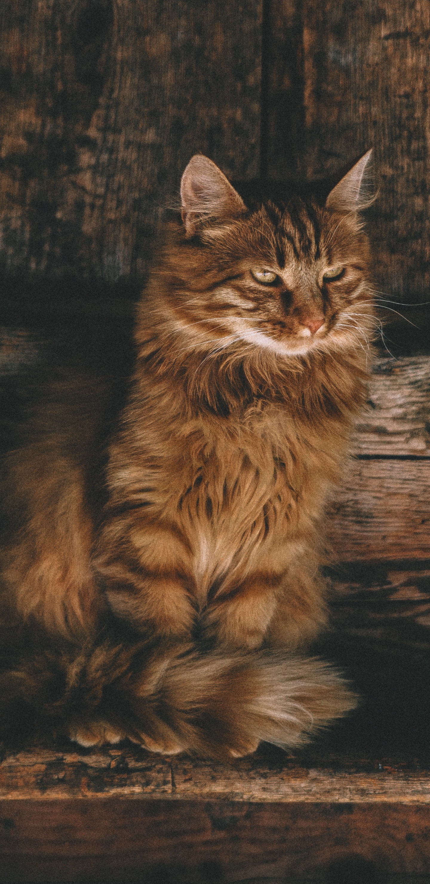 Braun Getigerte Katze Auf Brauner Holzoberfläche. Wallpaper in 1440x2960 Resolution