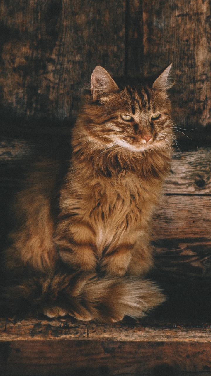 Braun Getigerte Katze Auf Brauner Holzoberfläche. Wallpaper in 720x1280 Resolution