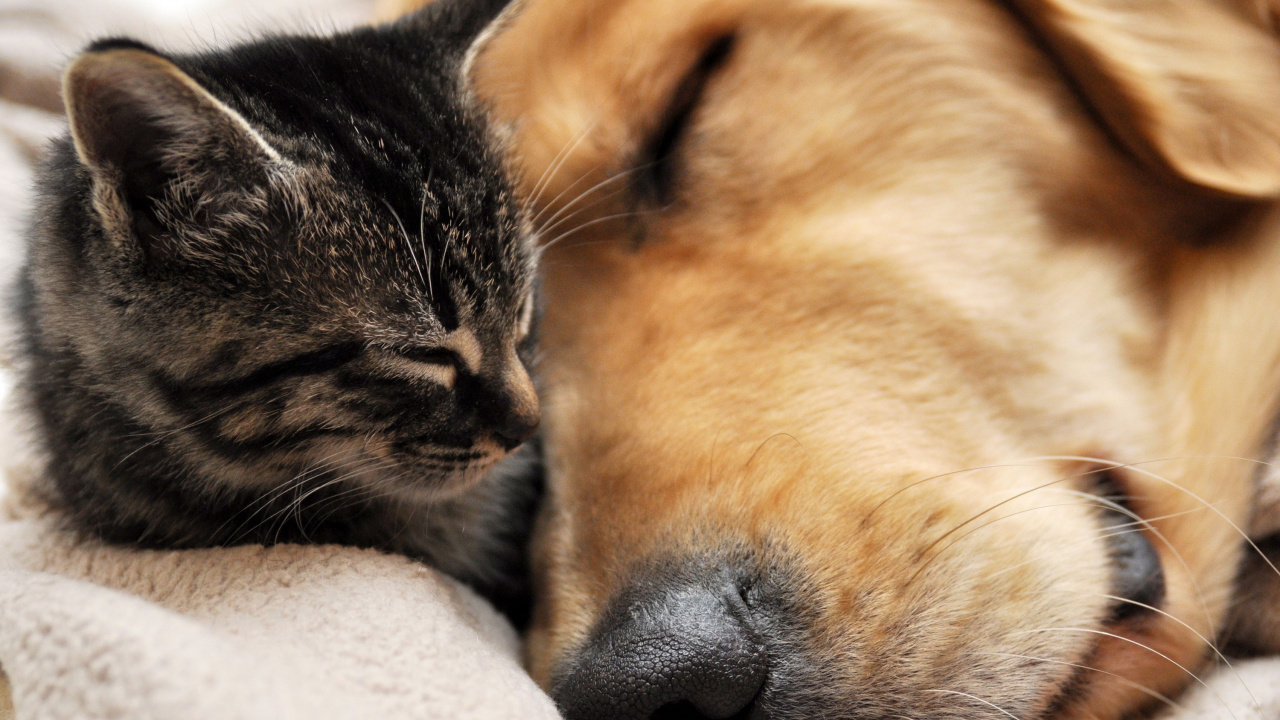 Brown and Black Tabby Cat Sleeping on White Textile. Wallpaper in 1280x720 Resolution