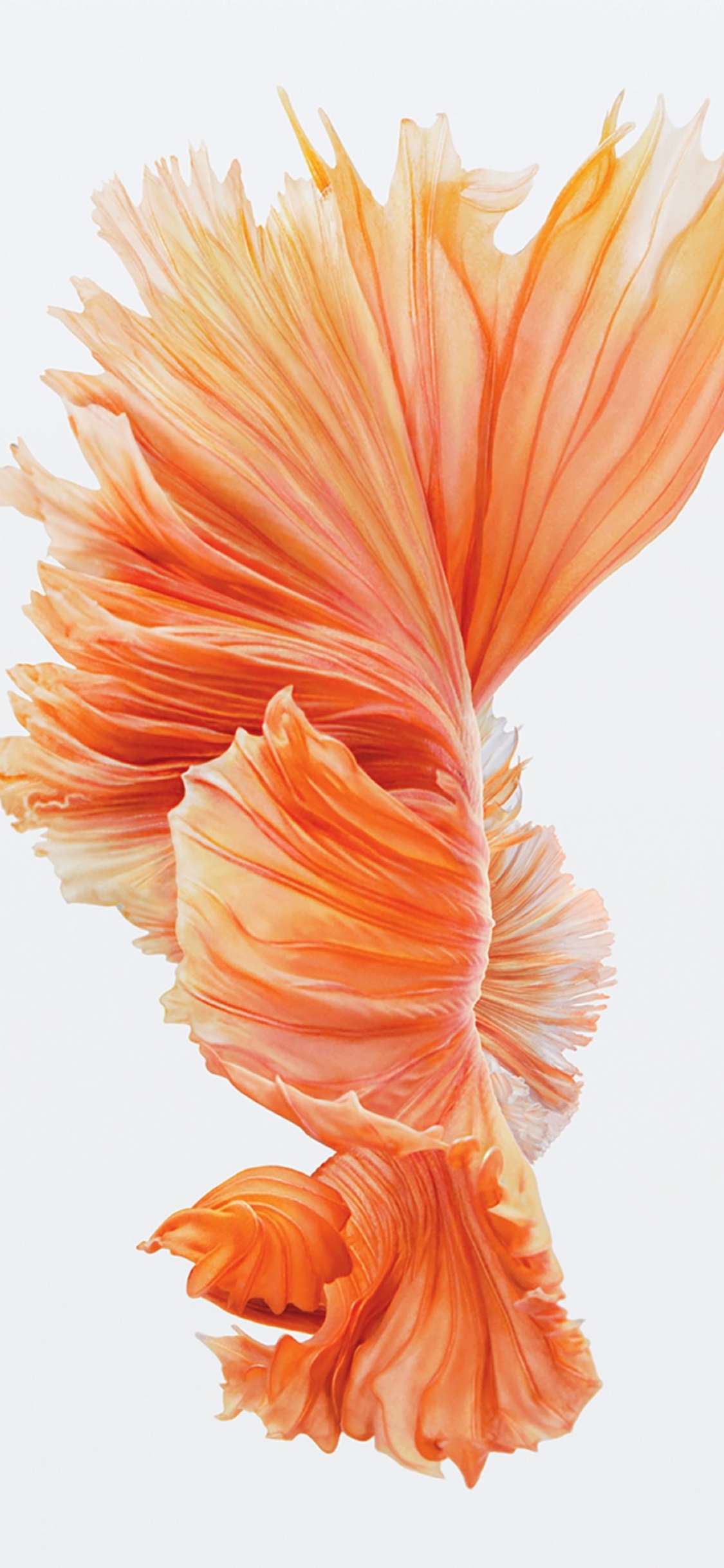 Orange Und Weiße Blumenillustration. Wallpaper in 1125x2436 Resolution