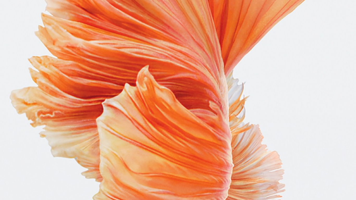 Orange Und Weiße Blumenillustration. Wallpaper in 1366x768 Resolution