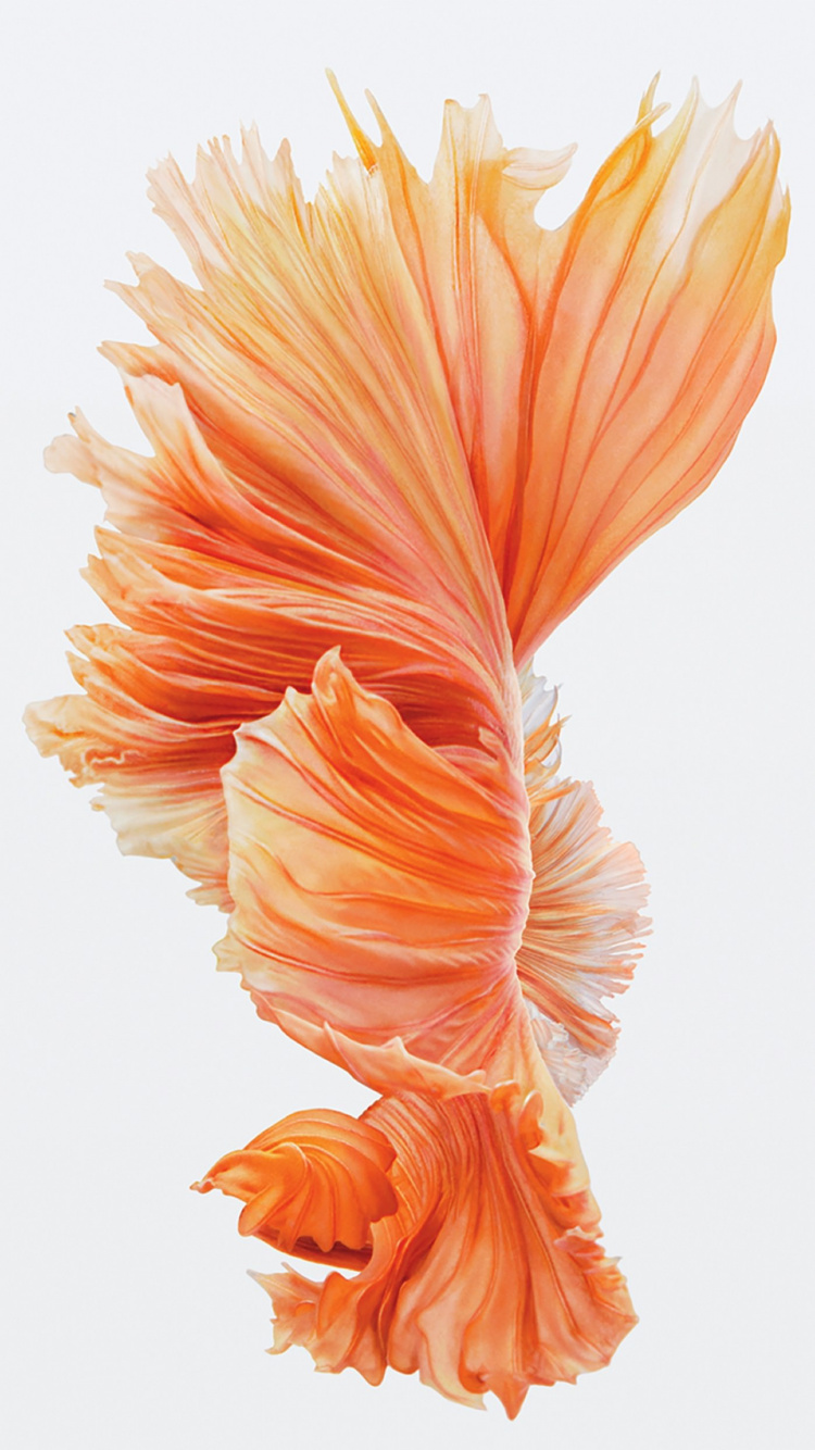 Orange Und Weiße Blumenillustration. Wallpaper in 750x1334 Resolution