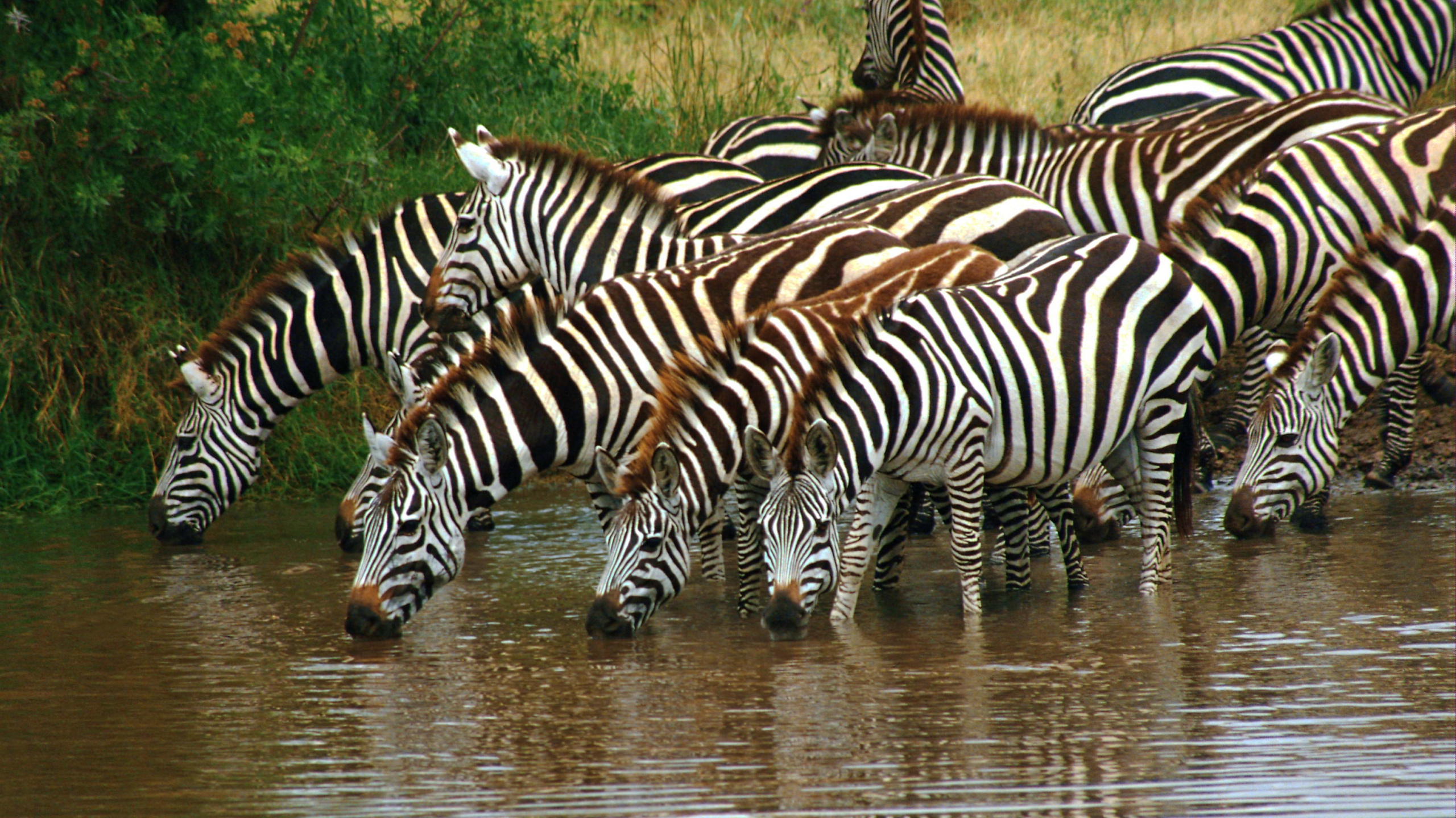 Zebra Bebiendo Agua en el Río Durante el Día. Wallpaper in 2560x1440 Resolution