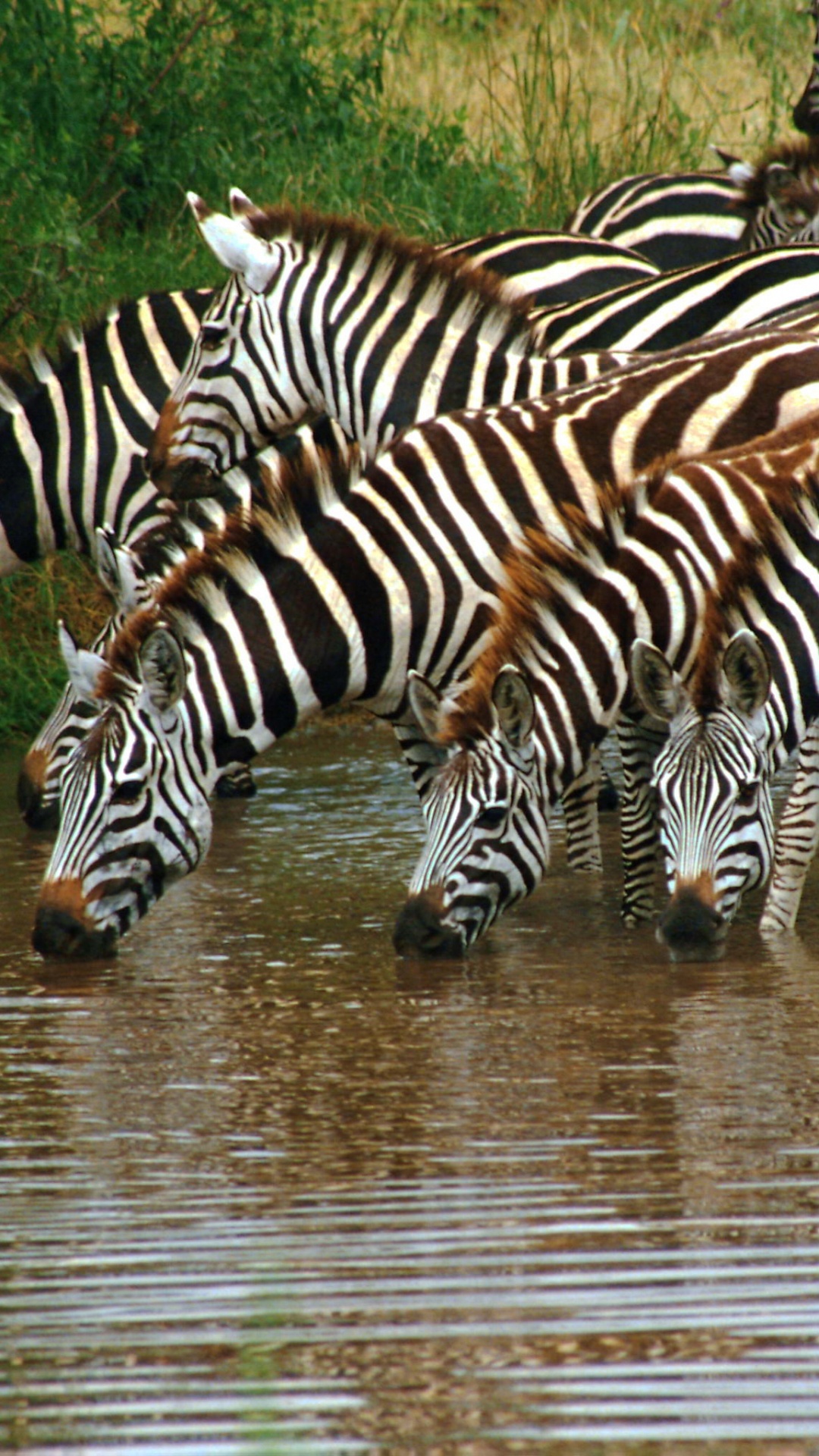 Zebra Drinking Water on River During Daytime. Wallpaper in 1080x1920 Resolution