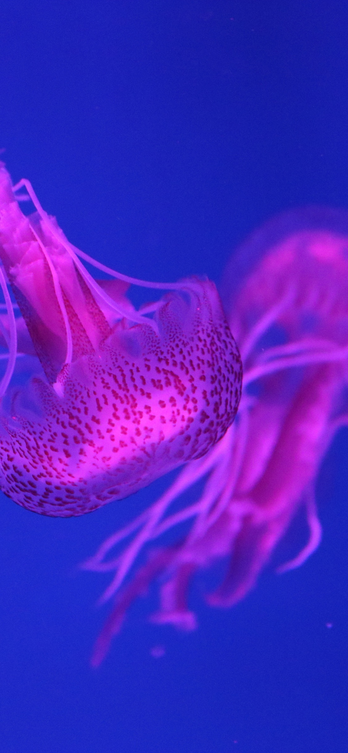 Blue Jellyfish in Blue Water. Wallpaper in 1125x2436 Resolution