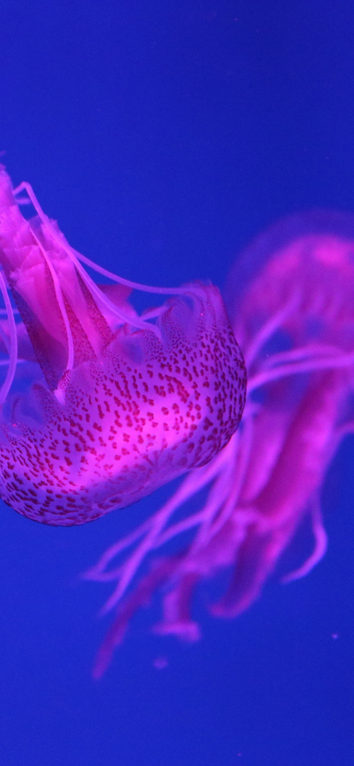 Blue Jellyfish in Blue Water. Wallpaper in 1242x2688 Resolution