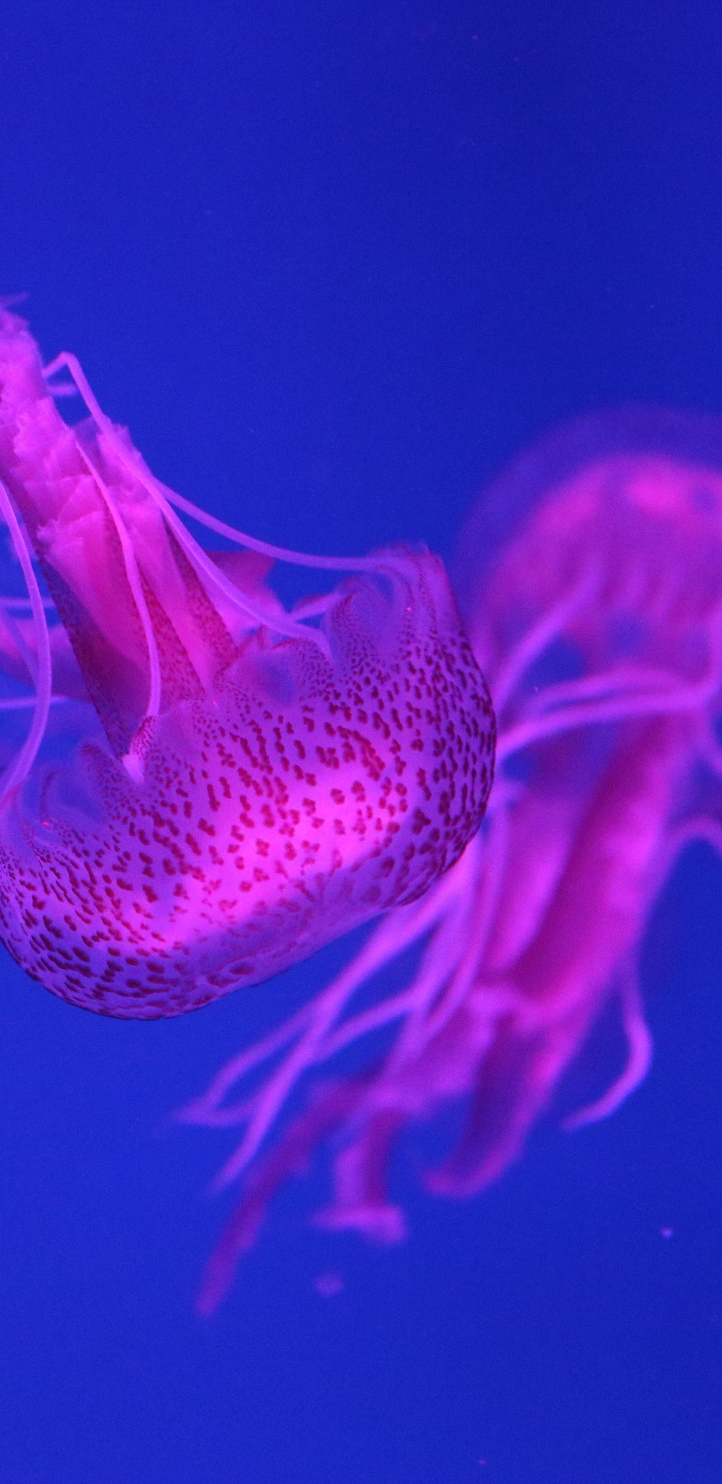 Blue Jellyfish in Blue Water. Wallpaper in 1440x2960 Resolution