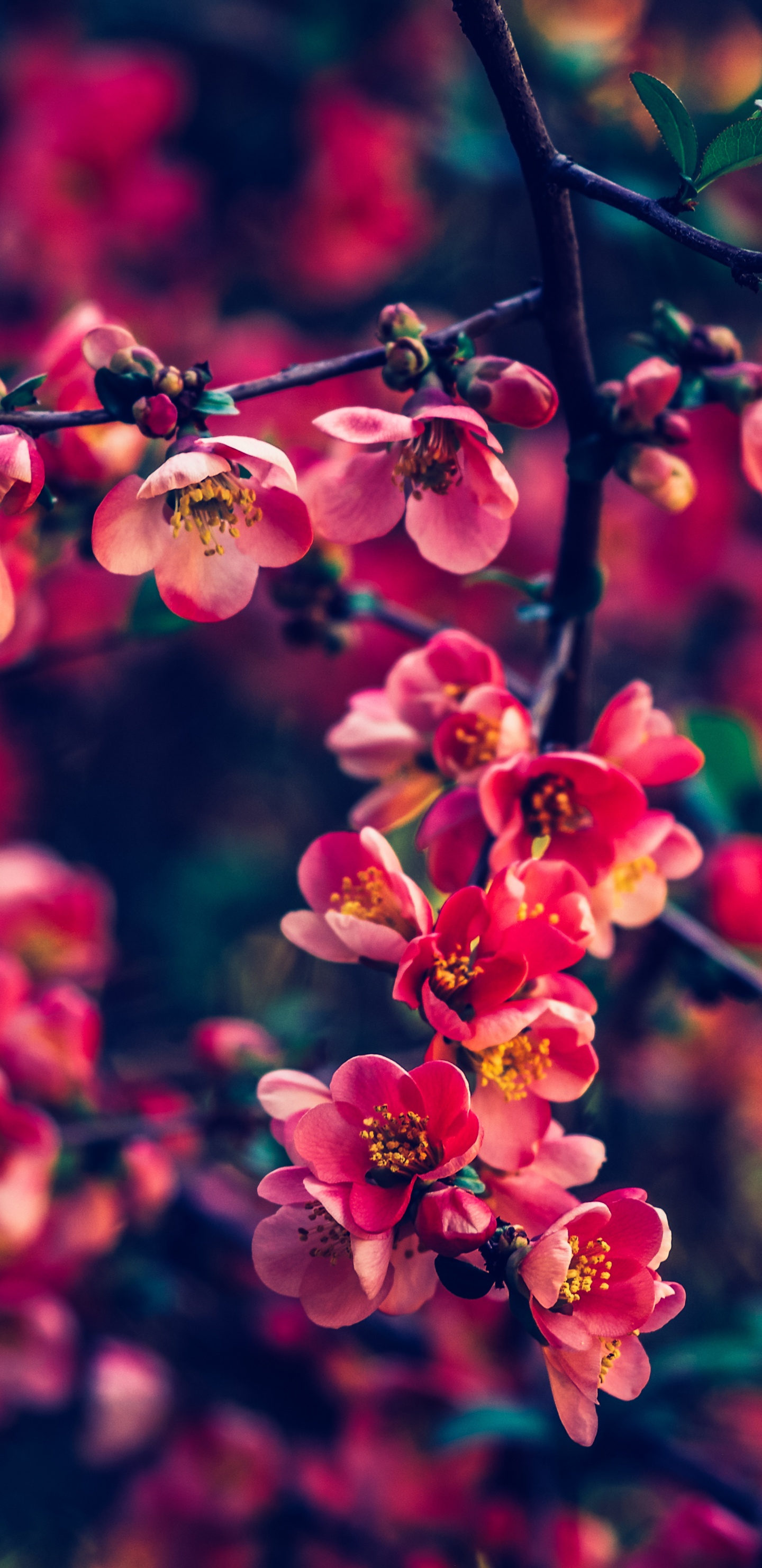 Pink Flowers in Tilt Shift Lens. Wallpaper in 1440x2960 Resolution