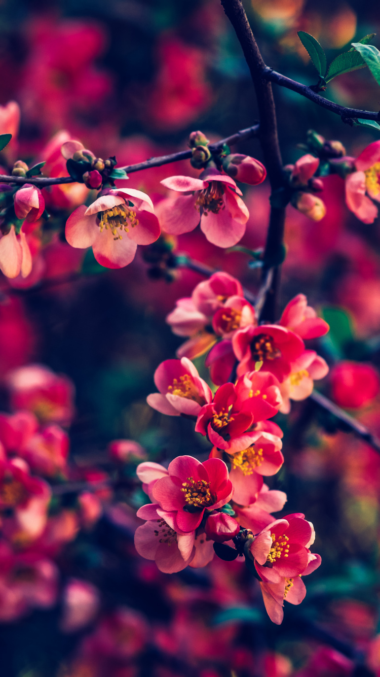 Pink Flowers in Tilt Shift Lens. Wallpaper in 750x1334 Resolution
