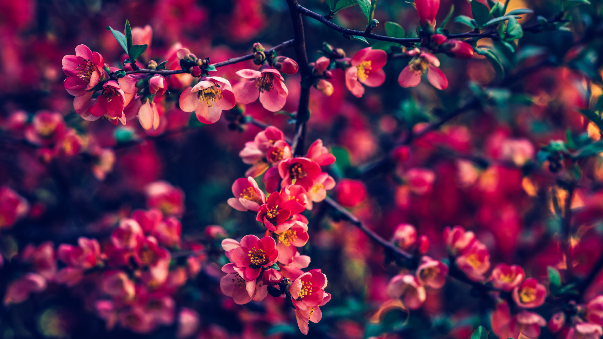 Rosa Blüten in Tilt-Shift-Linse. Wallpaper in 1920x1080 Resolution