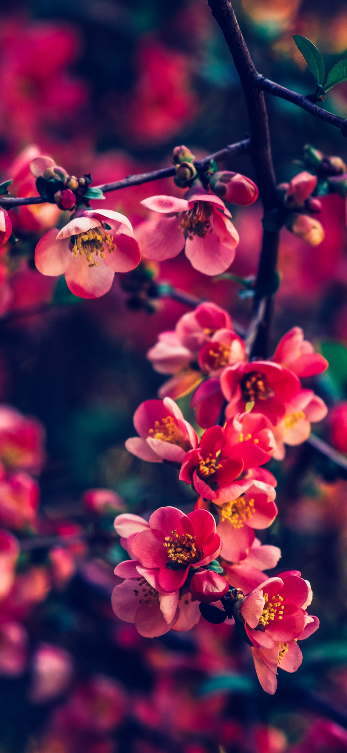 Flores Rosadas en Lentes de Cambio de Inclinación. Wallpaper in 1125x2436 Resolution