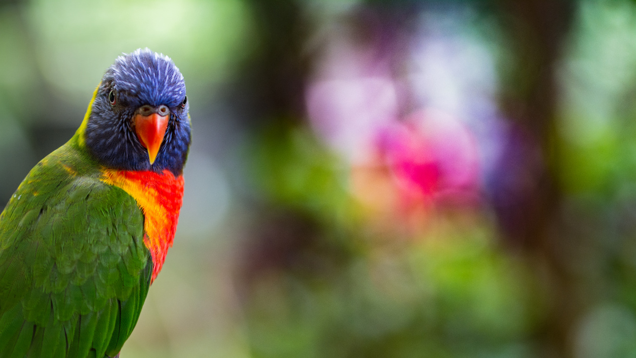 Pájaro Verde y Azul en la Lente de Cambio de Inclinación. Wallpaper in 1280x720 Resolution