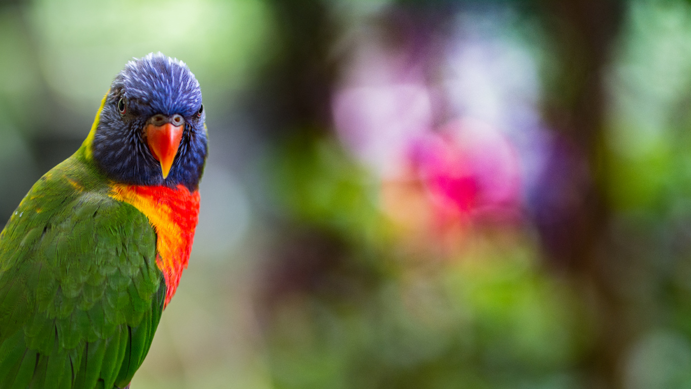 Pájaro Verde y Azul en la Lente de Cambio de Inclinación. Wallpaper in 1366x768 Resolution