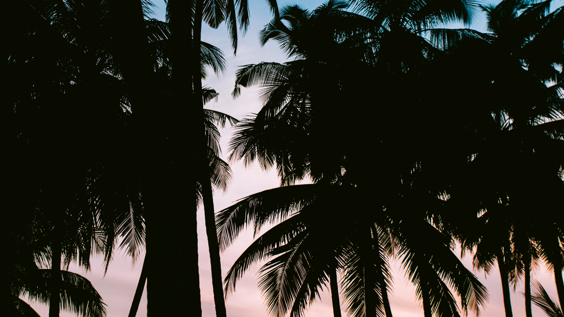 Baum, Natur, Tropics, Woody Pflanze, Attalea Speciosa. Wallpaper in 1920x1080 Resolution