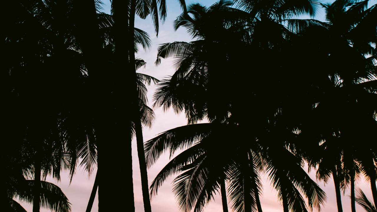 Nature, Tropique, Plantes Ligneuses, Attalea Speciosa, Arecales. Wallpaper in 1280x720 Resolution