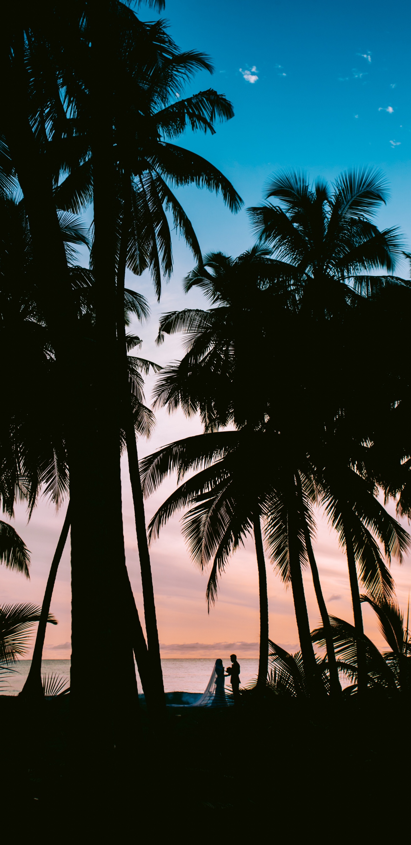 Nature, Tropique, Plantes Ligneuses, Attalea Speciosa, Arecales. Wallpaper in 1440x2960 Resolution