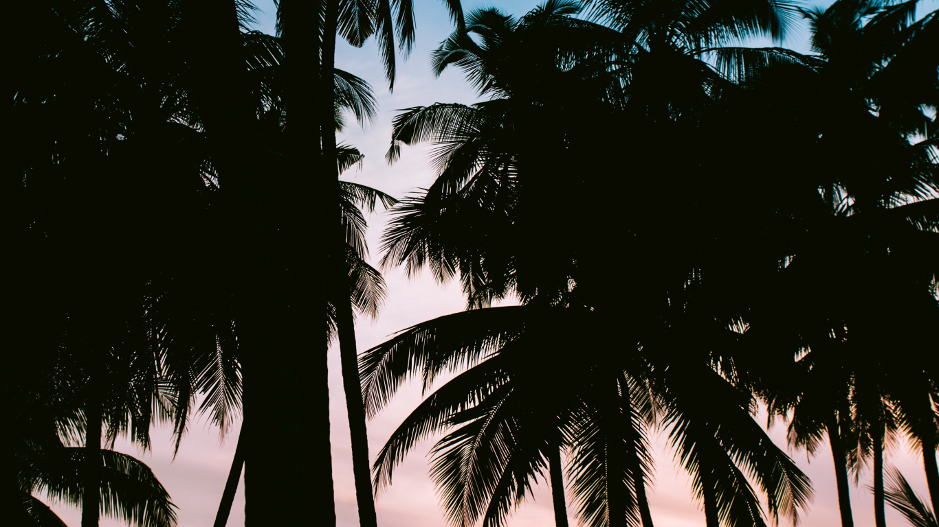 Naturaleza, Trópicos, Planta Leñosa, Attalea Speciosa, Arecales. Wallpaper in 1366x768 Resolution