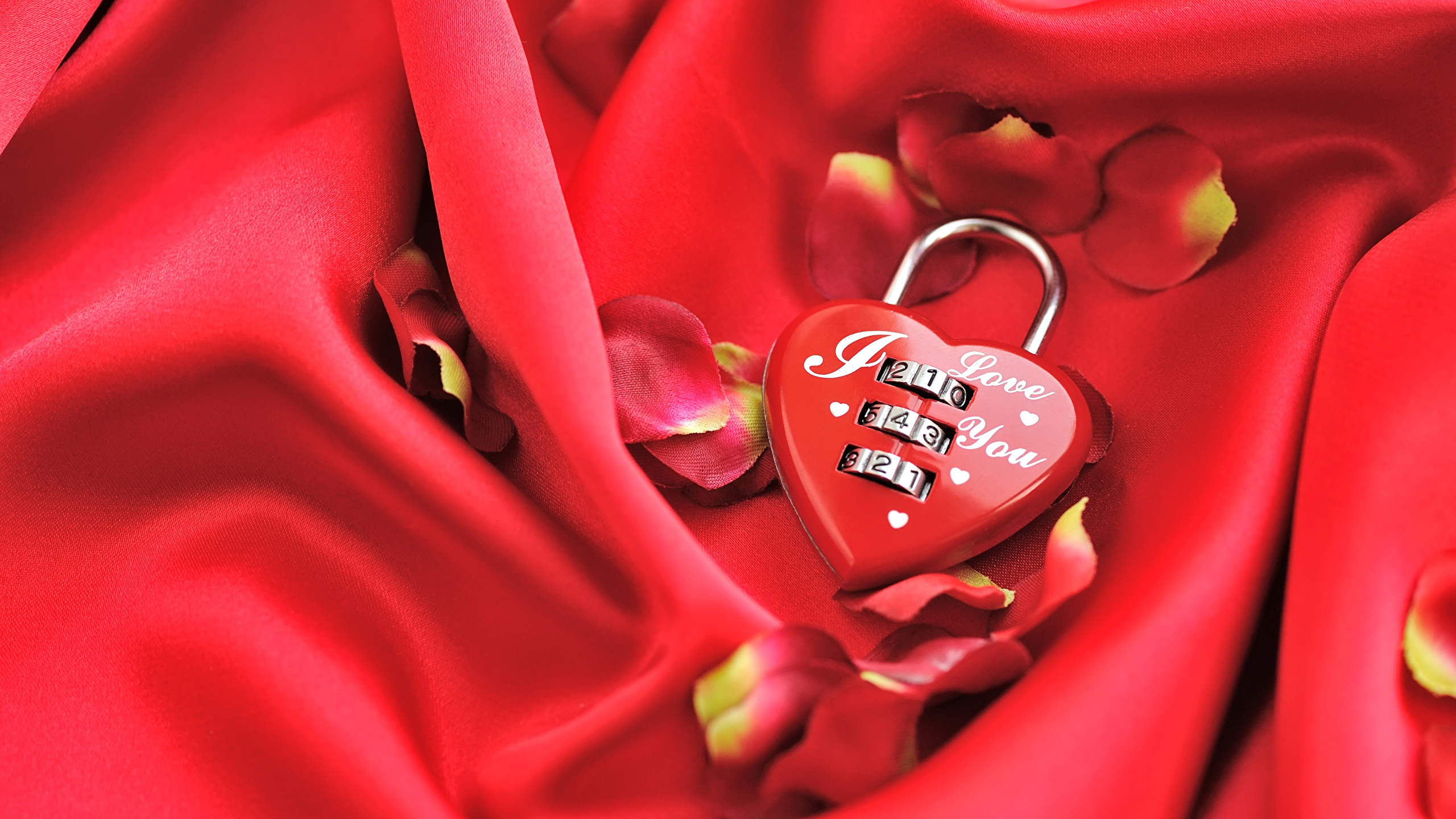 Valentines Day, Red, Flower, Petal, Close Up. Wallpaper in 2560x1440 Resolution