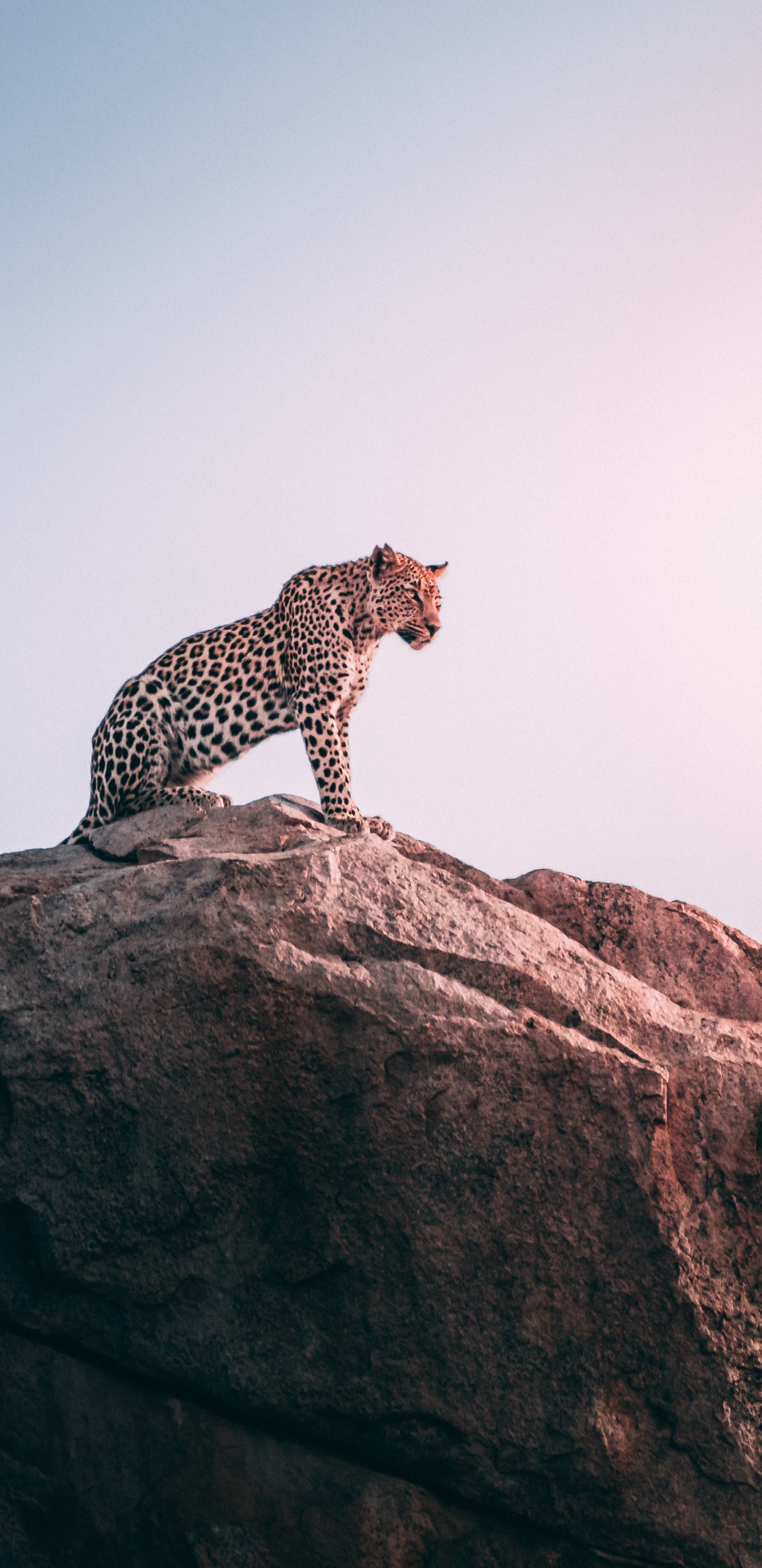 Gepard Auf Braunem Felsen Tagsüber. Wallpaper in 1440x2960 Resolution