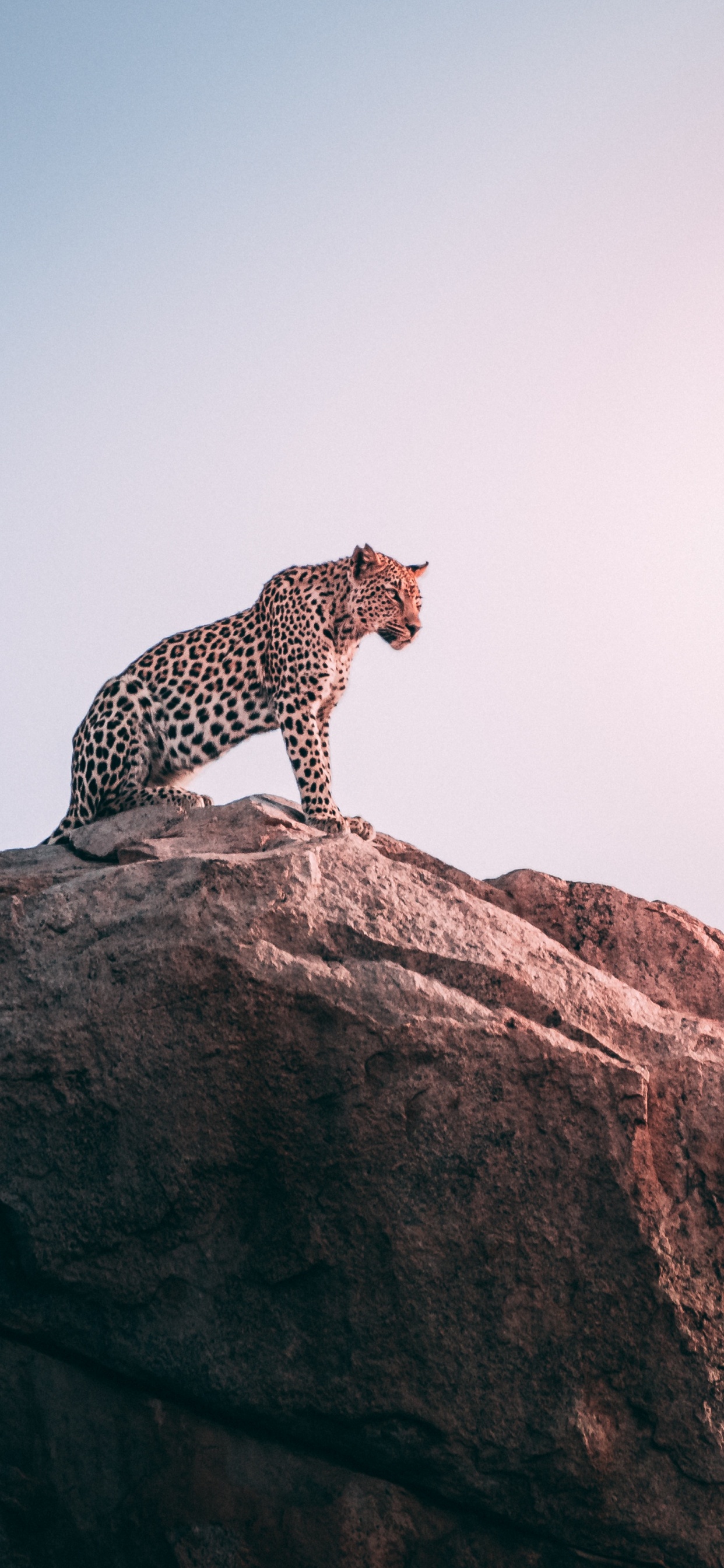 Cheetah on Brown Rock During Daytime. Wallpaper in 1242x2688 Resolution