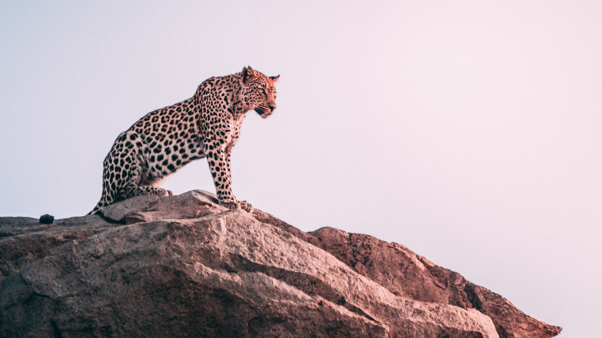 Cheetah on Brown Rock During Daytime. Wallpaper in 1920x1080 Resolution