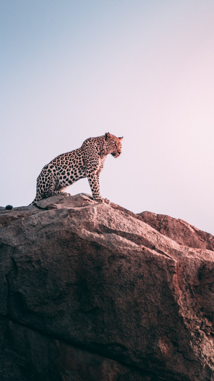 Cheetah on Brown Rock During Daytime. Wallpaper in 720x1280 Resolution
