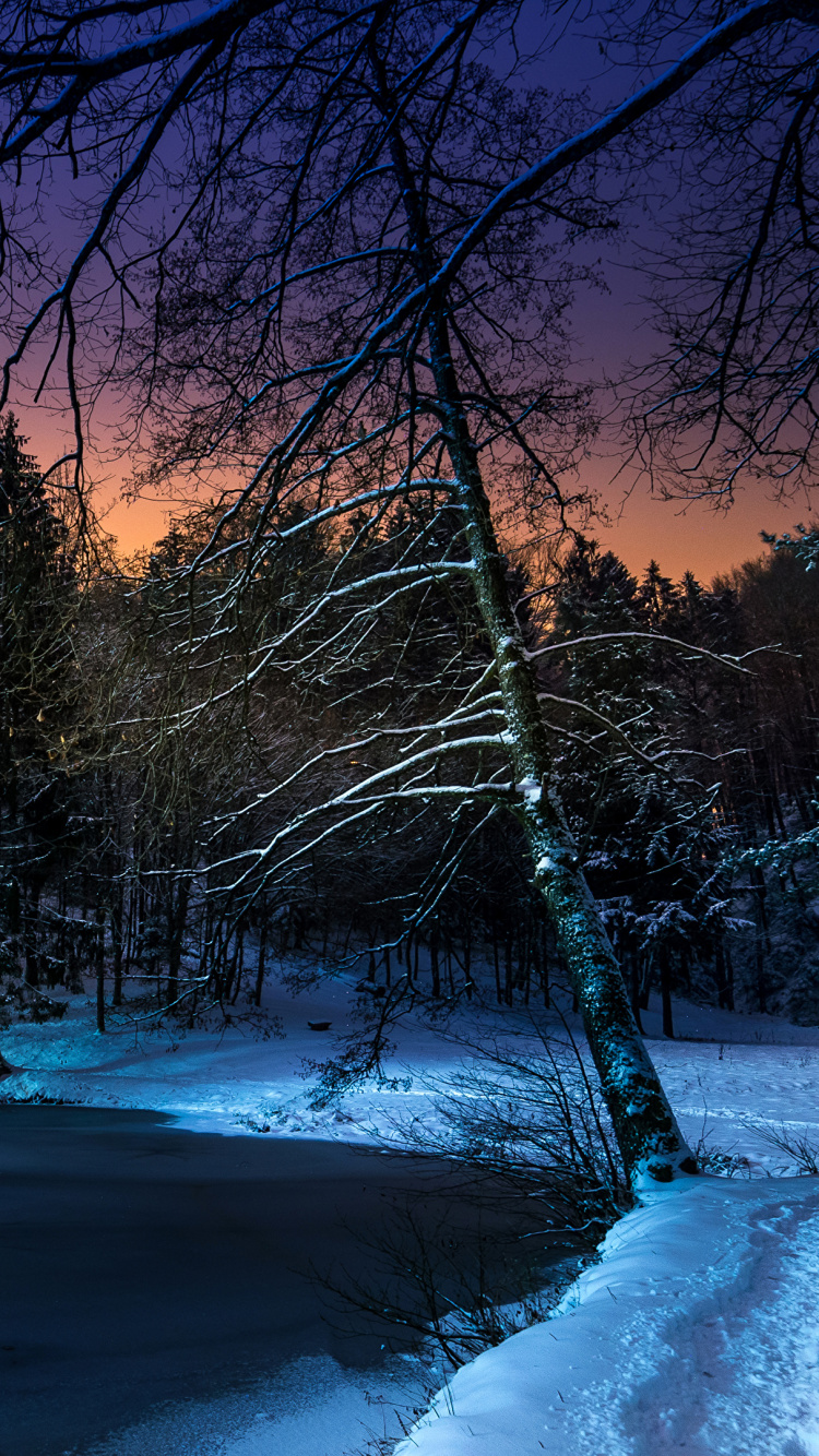 Brown Trees on Snow Covered Ground During Night Time. Wallpaper in 750x1334 Resolution