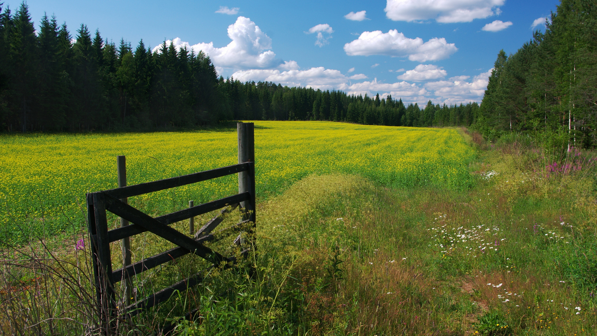 Green Grass Field Under Blue Sky During Daytime. Wallpaper in 1920x1080 Resolution