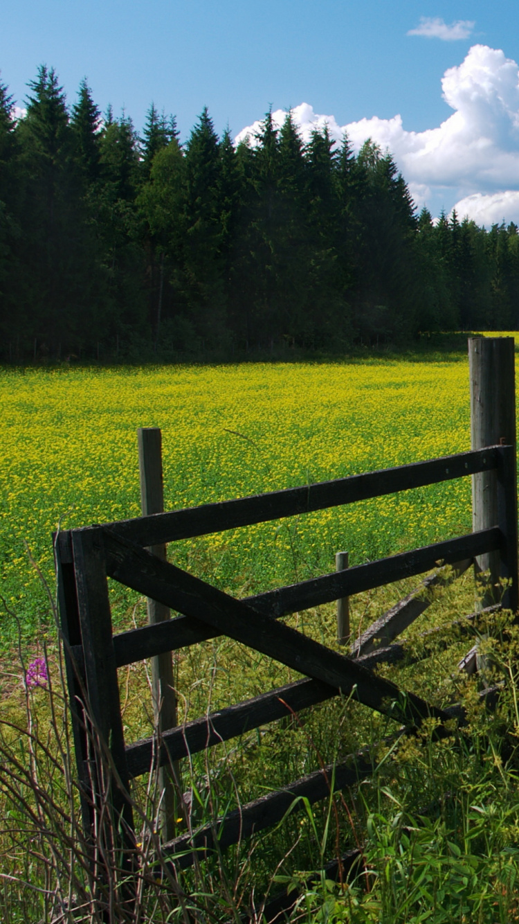 Green Grass Field Under Blue Sky During Daytime. Wallpaper in 750x1334 Resolution