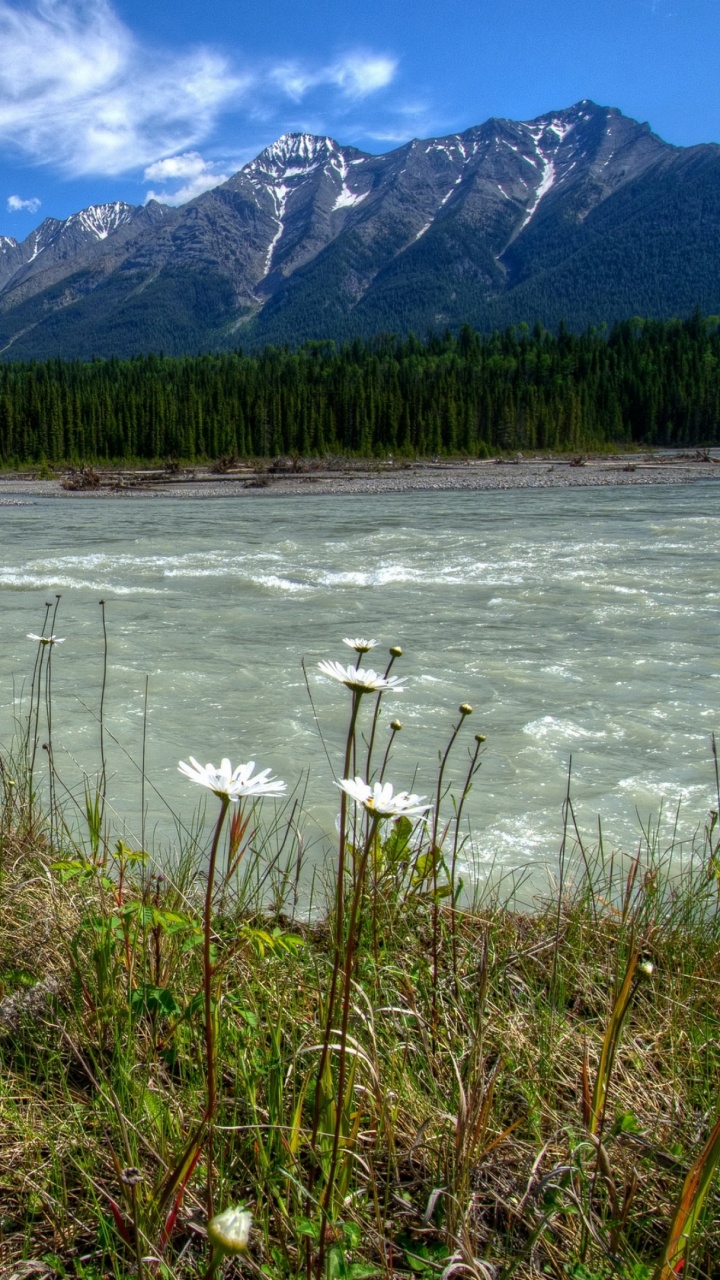 White and Yellow Flowers on Green Grass Field Near Lake and Snow Covered Mountain During Daytime. Wallpaper in 720x1280 Resolution