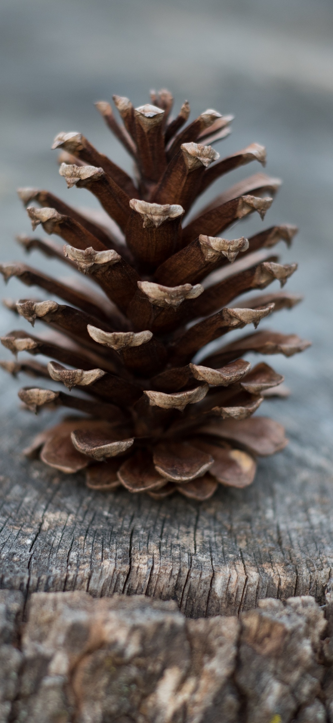 Pomme de Pin Brune Sur Une Surface en Bois Brune. Wallpaper in 1125x2436 Resolution