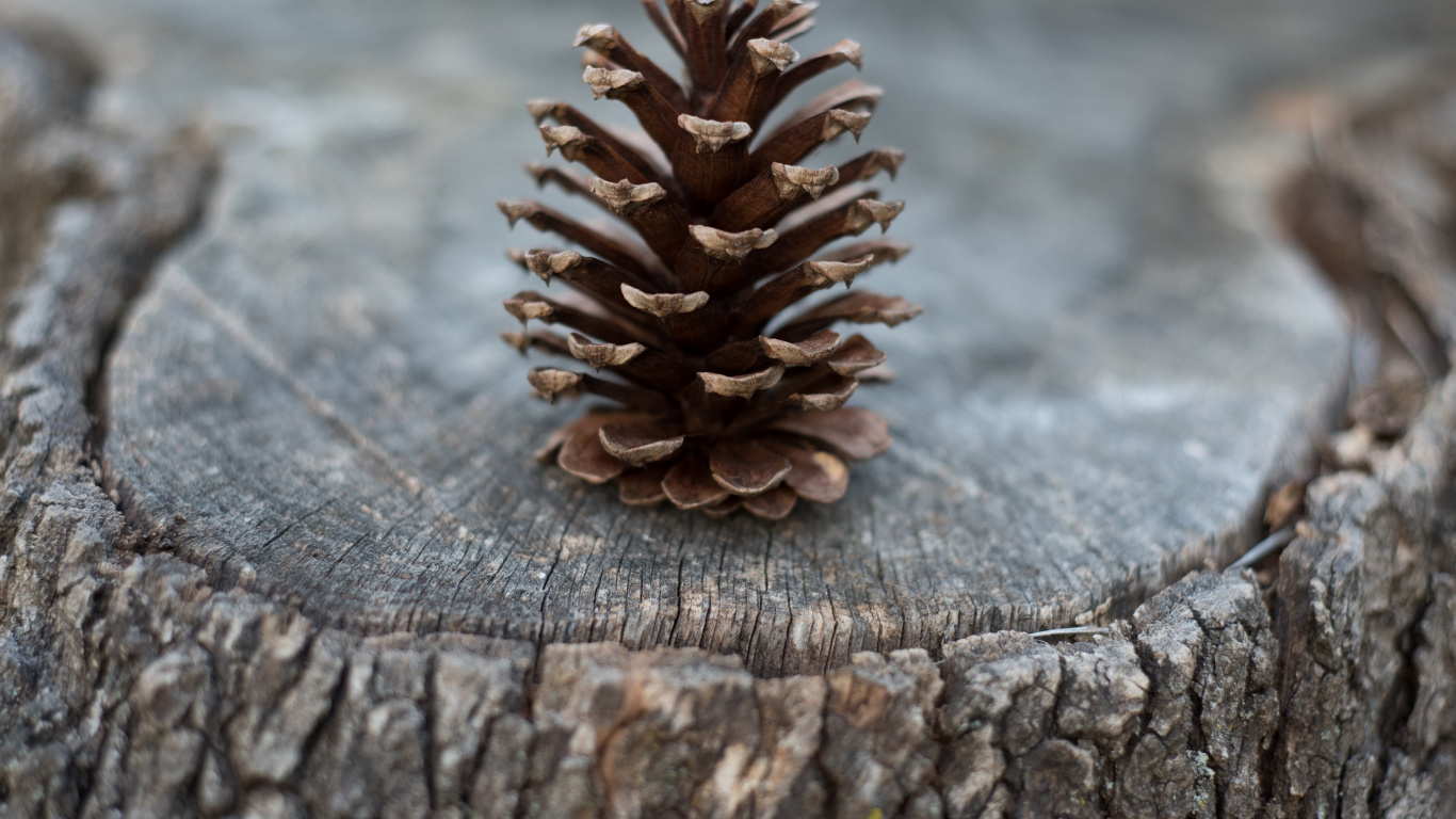 Pomme de Pin Brune Sur Une Surface en Bois Brune. Wallpaper in 1366x768 Resolution