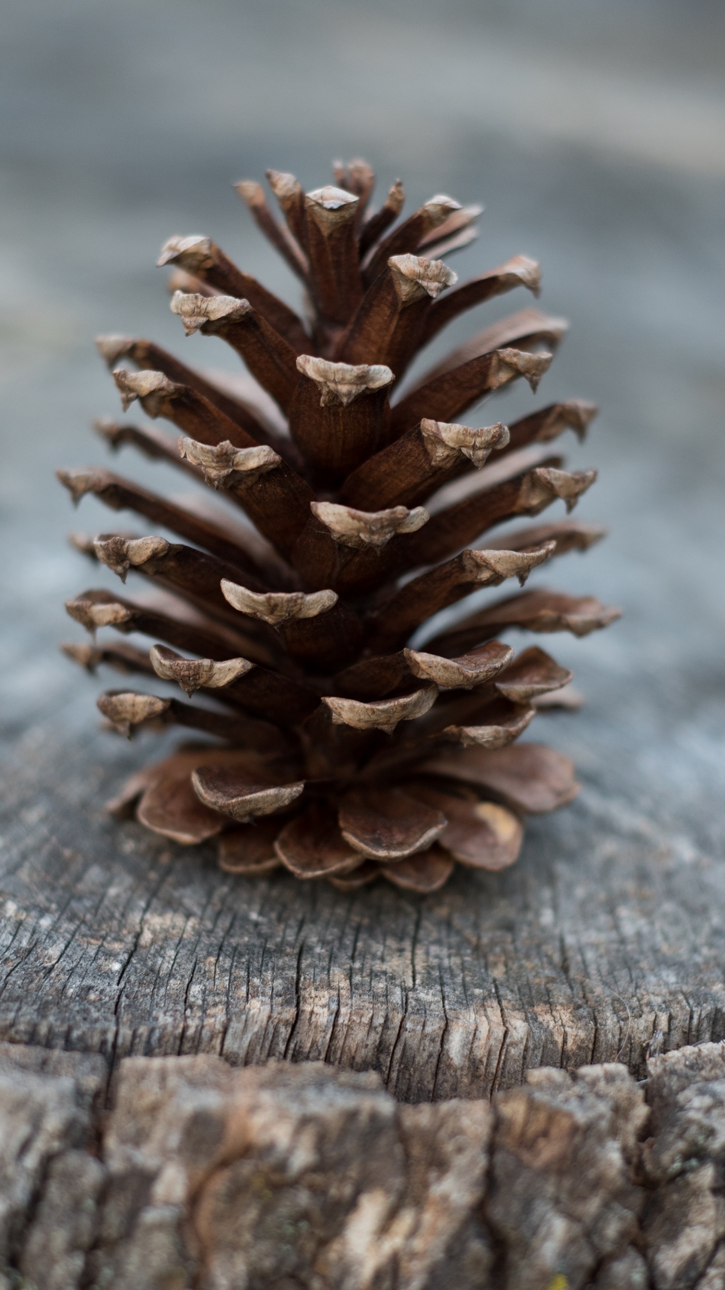 Brown Pine Cone on Brown Wooden Surface. Wallpaper in 1440x2560 Resolution
