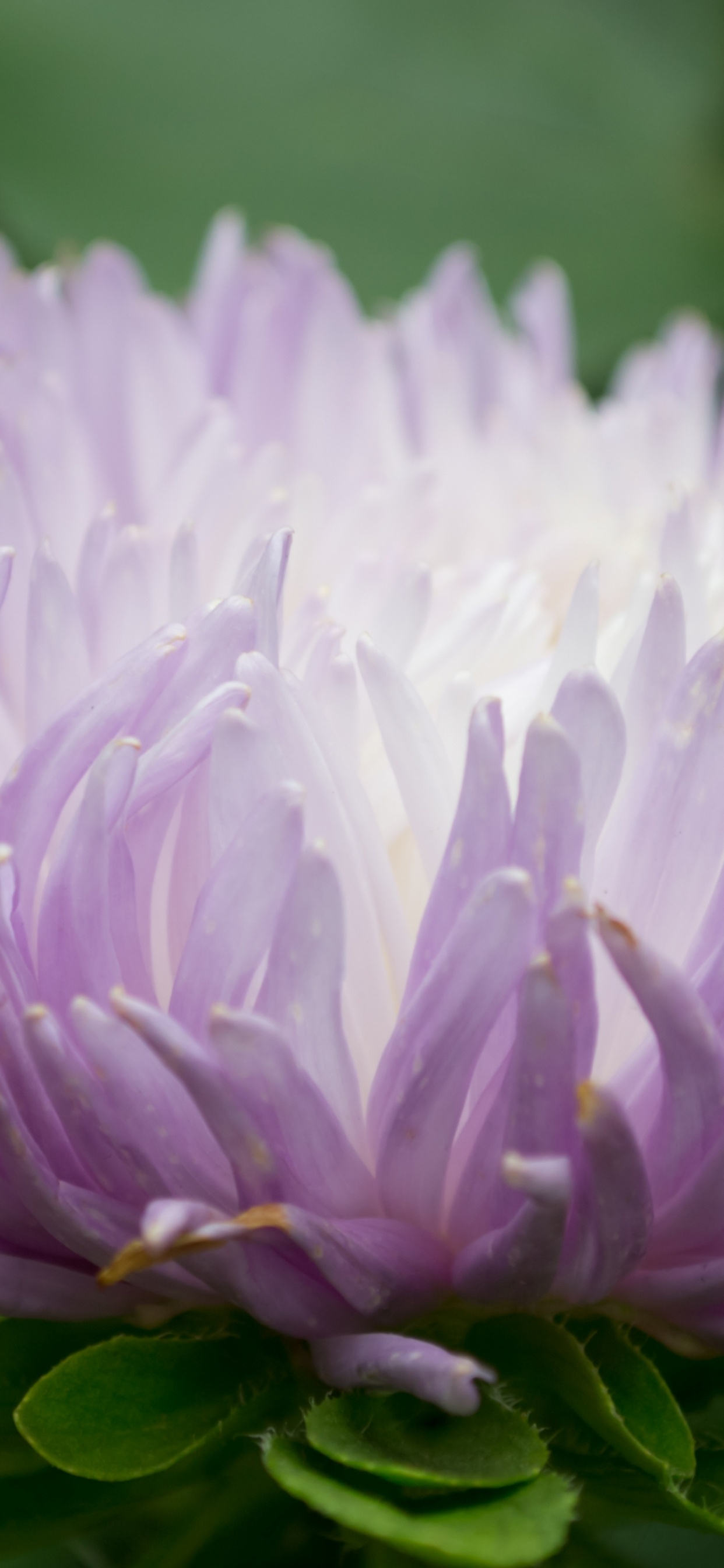 White and Purple Flower in Macro Shot. Wallpaper in 1242x2688 Resolution