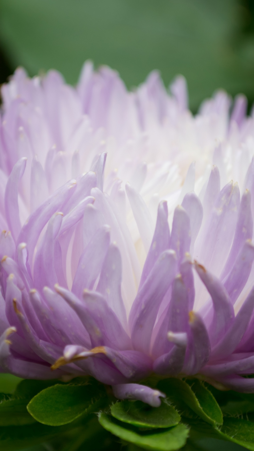 Aster, 紫色的, Transvaal菊花, 野花, 年度工厂 壁纸 1080x1920 允许