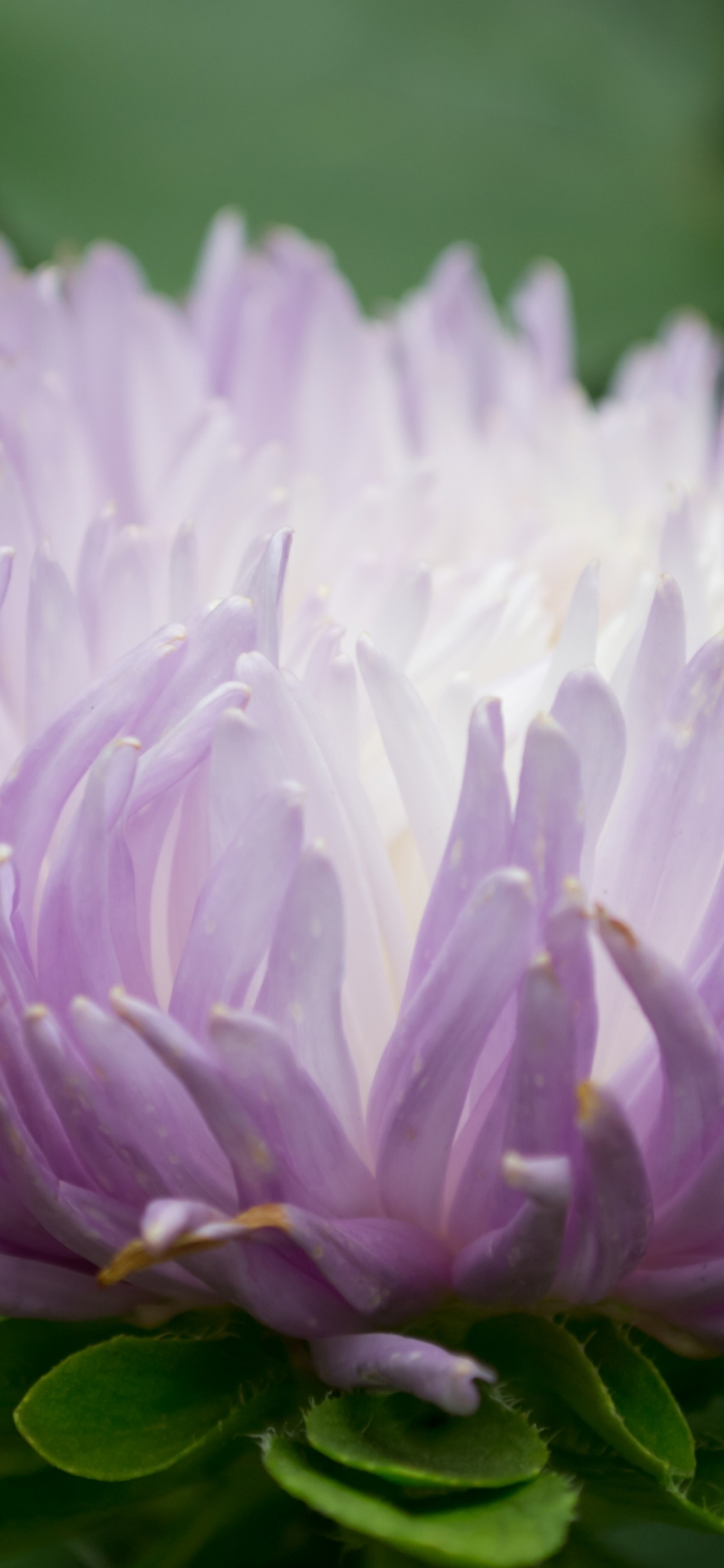 Aster, 紫色的, Transvaal菊花, 野花, 年度工厂 壁纸 1125x2436 允许