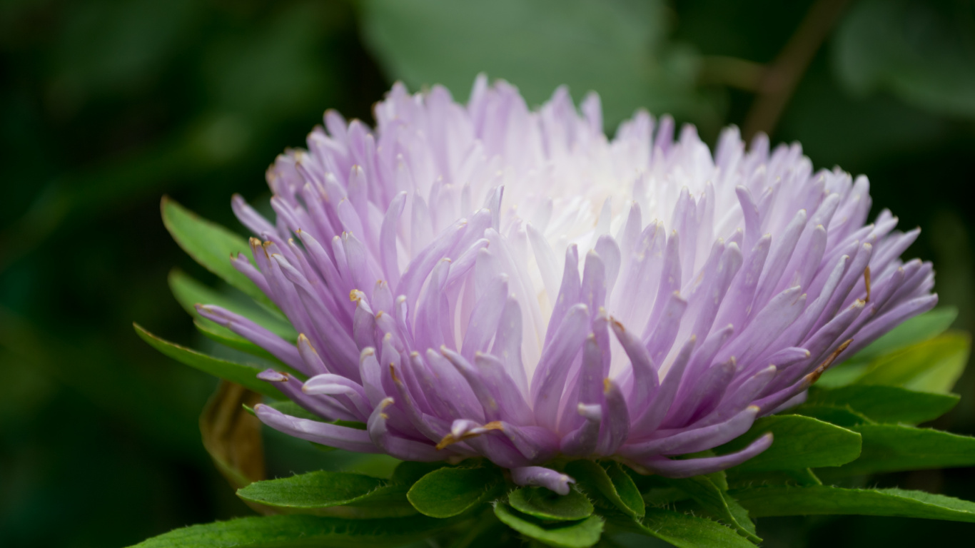 Aster, 紫色的, Transvaal菊花, 野花, 年度工厂 壁纸 1366x768 允许